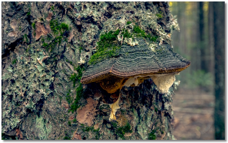 well-camoflauged fungi on tree