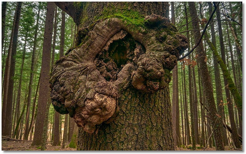 unusual burl on tree