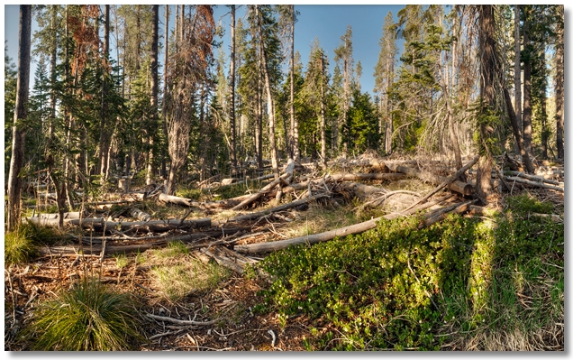 downed trees in forest
