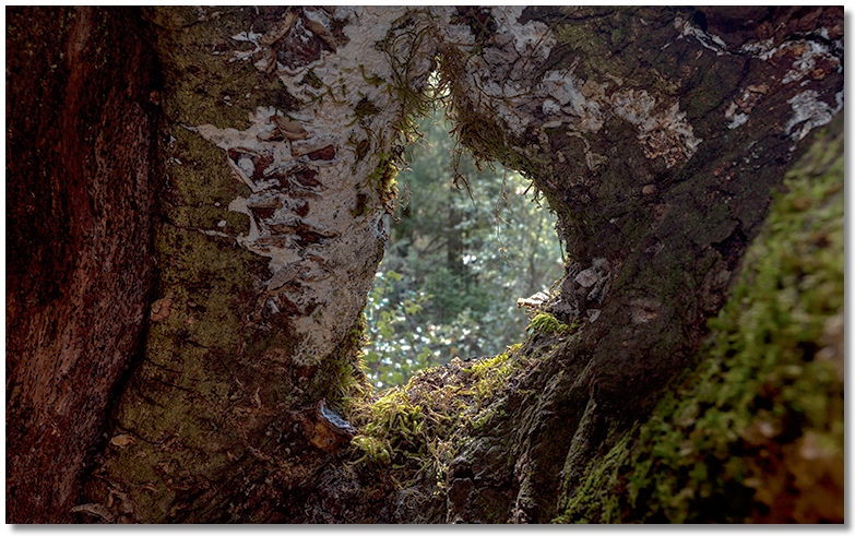 looking out from inside a hollow tree