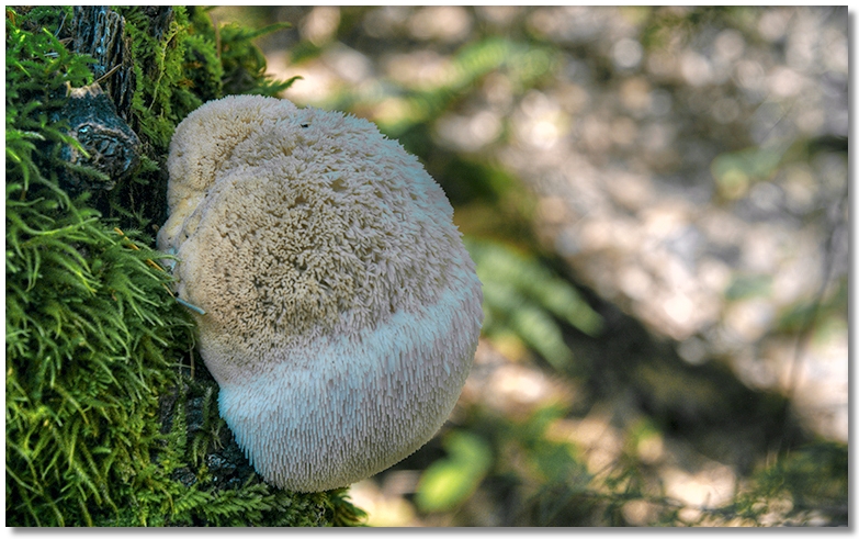 puffball mushroom along the Nature Trail Loop