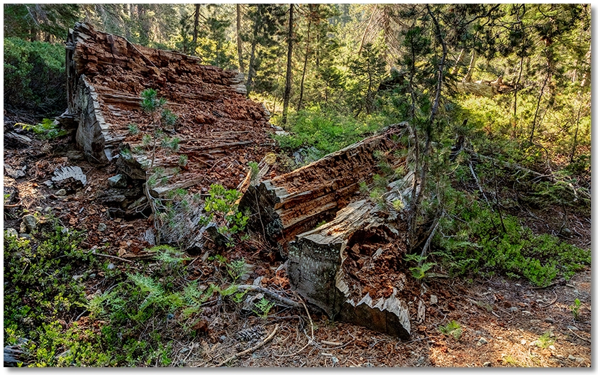 Cedar Stump cascading into the forest floor
