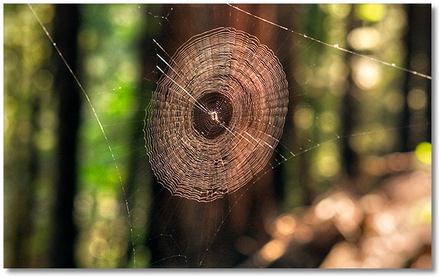 spider web on the Pacific Crest Trail