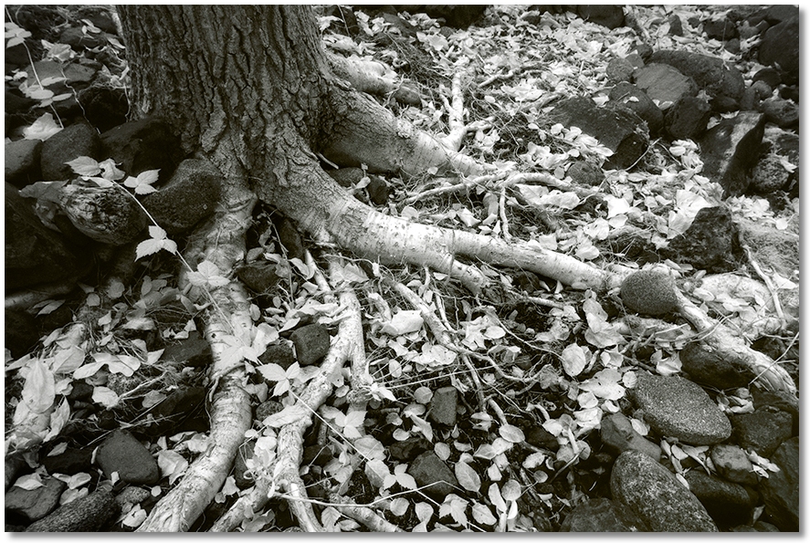 tree roots along Scott Camp Creek