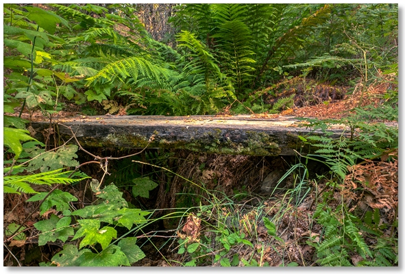 even smaller wooden bridge along Flume Trail