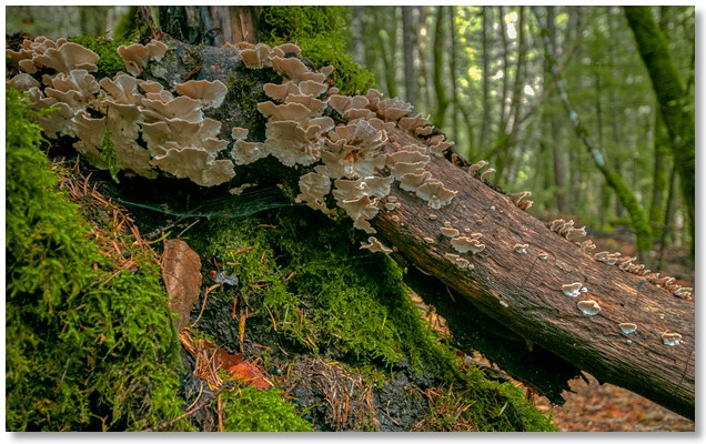 mushrooms along Root Creek Trail