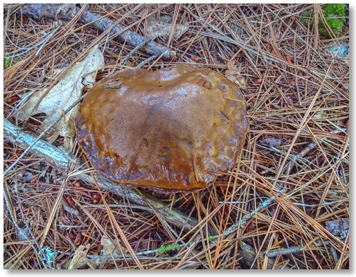 mushroom along Indian Creek