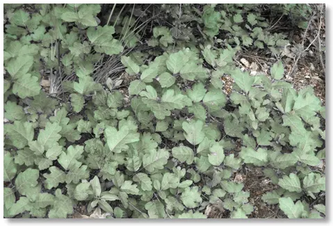 Poison Oak