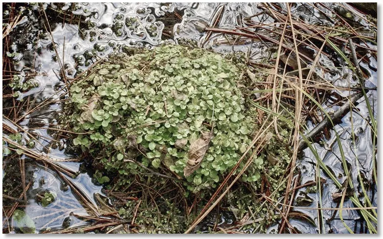 creek detail
