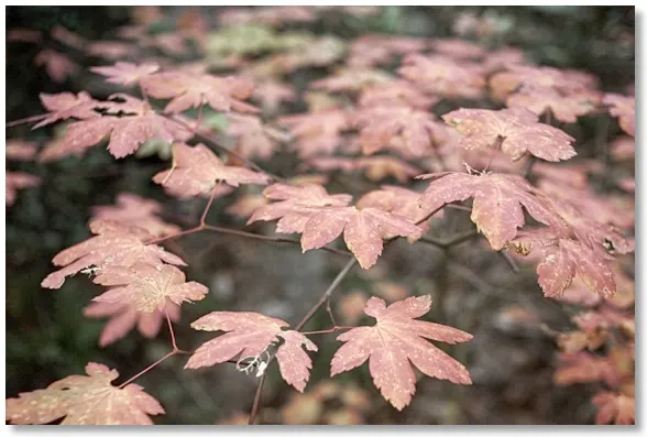Vine Maple on the River Trail