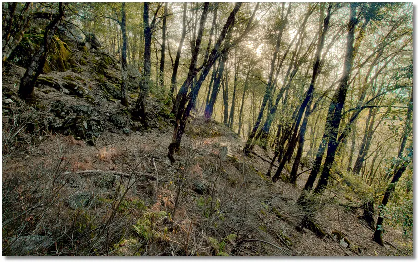 Pacific Crest Trail
