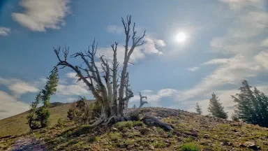 thumb20