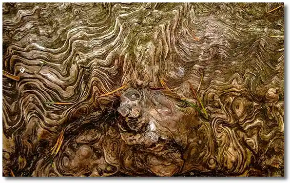 bark